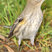 Yellow-rumped Warbler
